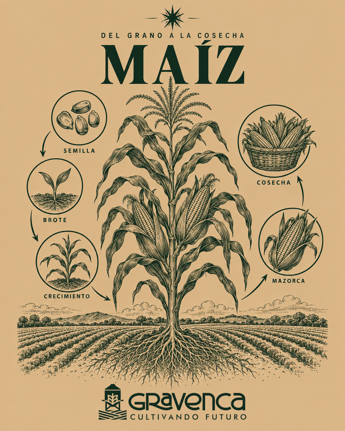 Infografía oficial de Gravenca Del grano a la cosecha, formato 4 por 5